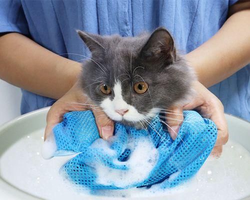 宠物猫咪产生流血，该怎么办（紧急情况下的急救措施和常见问题解答）