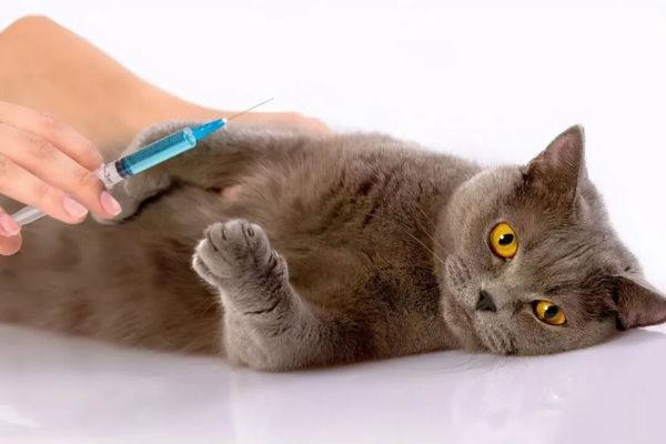 猫瘟（细小病毒FPV）全面解读，含猫细小致病机理与常见问题解惑
