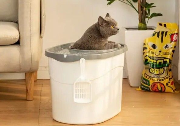 猫瘟（细小病毒FPV）全面解读，含猫细小致病机理与常见问题解惑