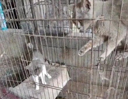 猫瘟（细小病毒FPV）全面解读，含猫细小致病机理与常见问题解惑