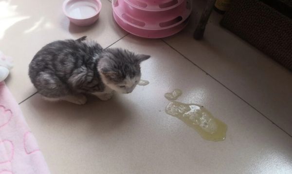 猫瘟（细小病毒FPV）全面解读，含猫细小致病机理与常见问题解惑