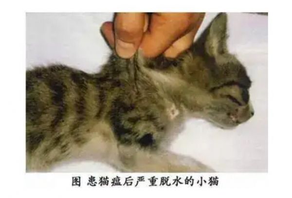 猫瘟（细小病毒FPV）全面解读，含猫细小致病机理与常见问题解惑