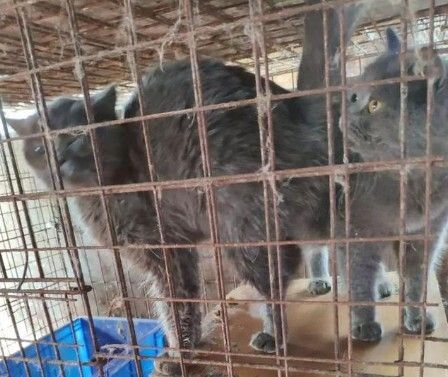 猫瘟（细小病毒FPV）全面解读，含猫细小致病机理与常见问题解惑