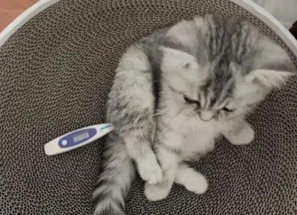 猫瘟（细小病毒FPV）全面解读，含猫细小致病机理与常见问题解惑