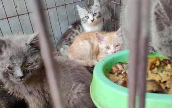 猫瘟（细小病毒FPV）全面解读，含猫细小致病机理与常见问题解惑