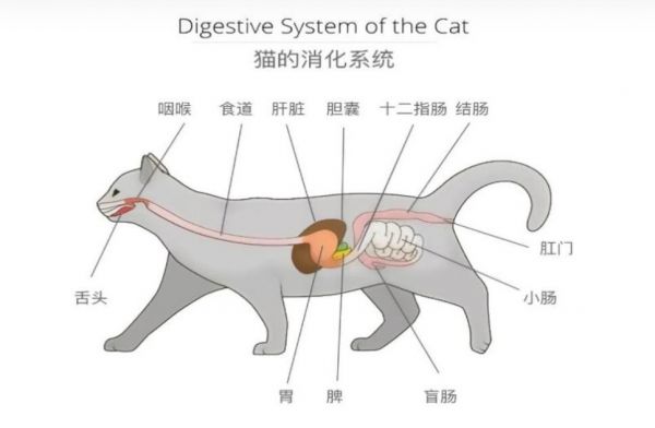猫瘟（细小病毒FPV）全面解读，含猫细小致病机理与常见问题解惑