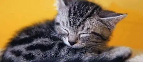 猫瘟（细小病毒FPV）全面解读，含猫细小致病机理与常见问题解惑