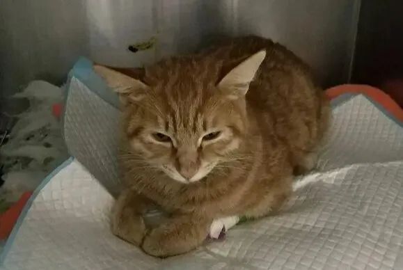 猫瘟（细小病毒FPV）全面解读，含猫细小致病机理与常见问题解惑