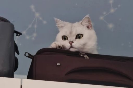猫咪训练的几个技巧和注意事项，新手训猫养猫必看！