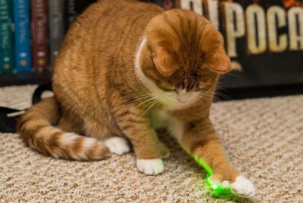 3类适合猫玩耍的玩具，不仅要有趣还要安全，你家猫爱玩玩具吗？