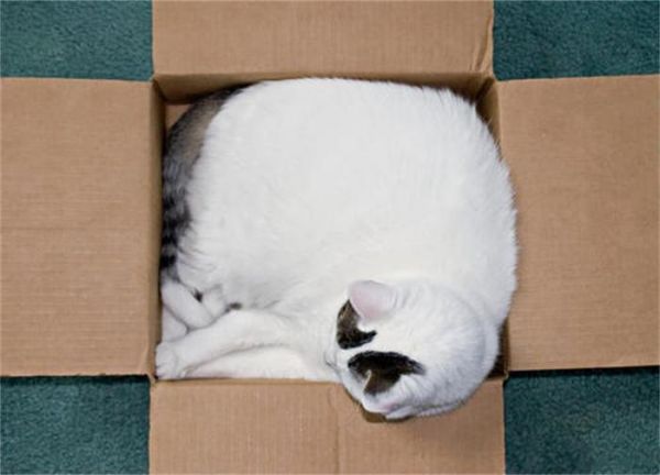 猫咪适合玩什么玩具，分享猫咪喜欢的5个玩具，最后一个爱不释手