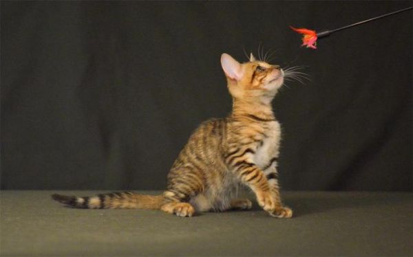猫咪适合玩什么玩具，分享猫咪喜欢的5个玩具，最后一个爱不释手