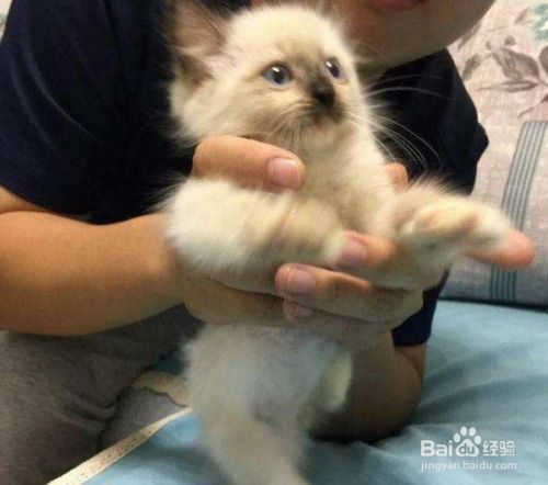 教你自制简易猫玩具