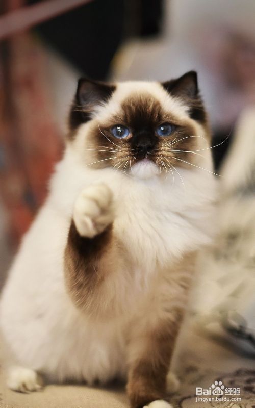 教你自制简易猫玩具