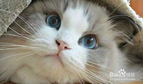 教你自制简易猫玩具