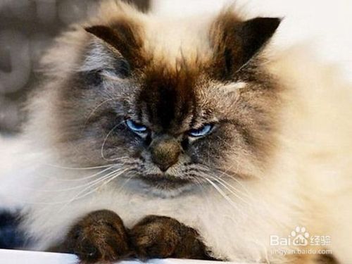 教你自制简易猫玩具
