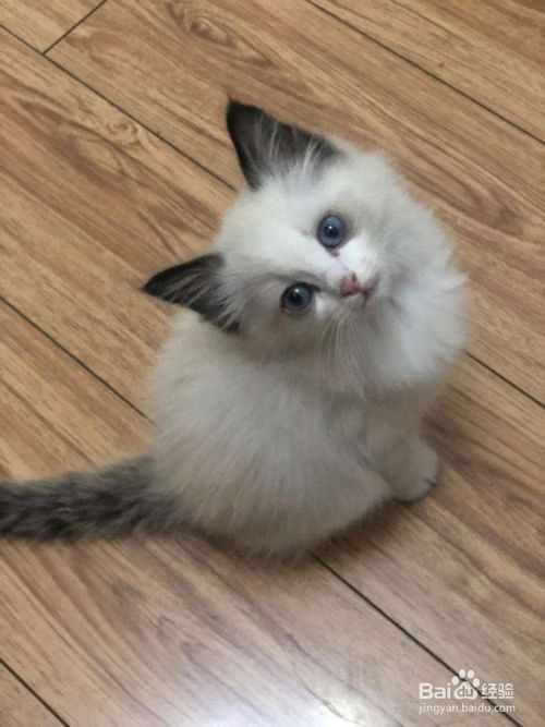 教你自制简易猫玩具