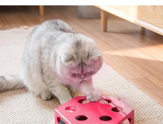 猫咪玩具的重要作用（如何选择适合宠物的玩具）