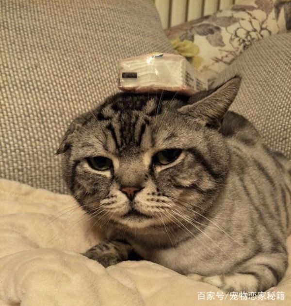 猫咪的训练方式很重要，教你如何训练乖乖猫