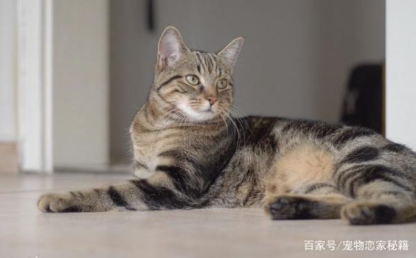 猫咪的训练方式很重要，教你如何训练乖乖猫