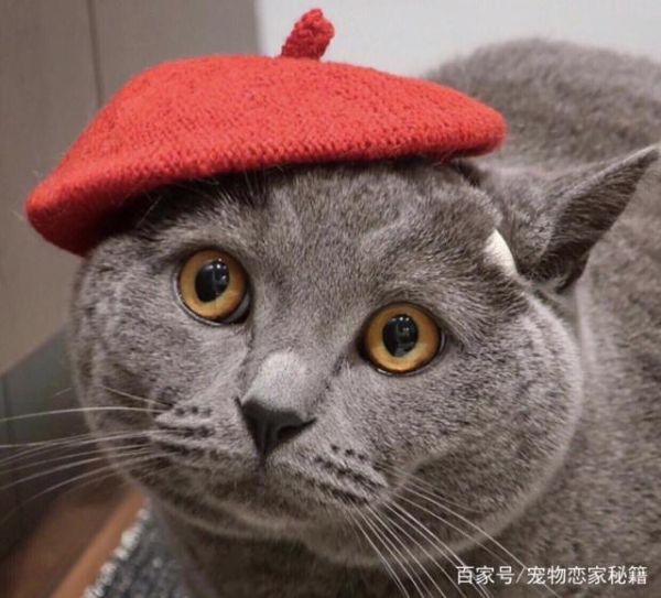 猫咪的训练方式很重要，教你如何训练乖乖猫