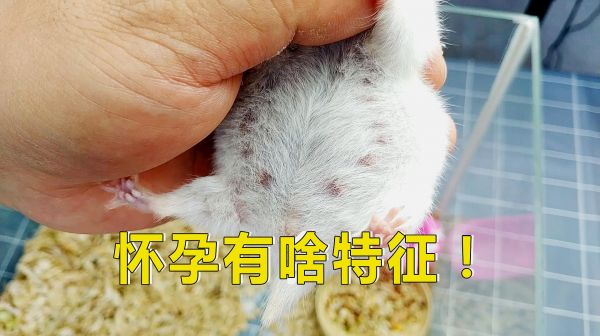 宠物日常：判断仓鼠是否怀孕，注意看是否有这几个特征？