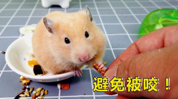 宠物日常：如何避免被小仓鼠咬，记住做到这几点