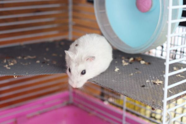 如何让仓鼠不咬你？学会这些互动技巧，仓鼠可以成为你的新朋友
