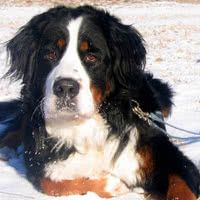 伯恩山犬毛发