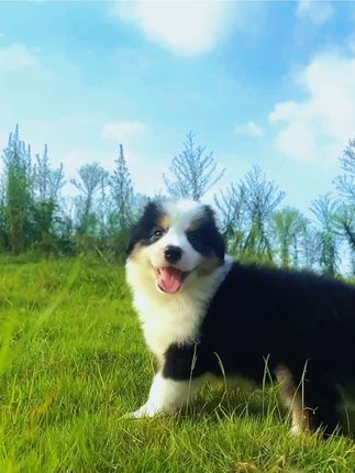 诺森伯兰边牧犬舍:快说你喜欢小狗呀!#边境牧羊犬 #萌宠出道计划 #三色边牧 #萌宠vlog #动物的迷惑行为