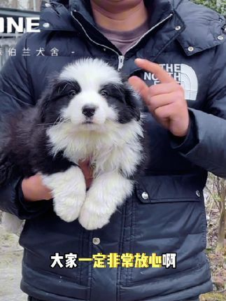 诺森伯兰边牧犬舍:边牧不一般#萌宠出道计划 #狗狗 #萌宠 #幼犬边牧怎么训练 #边牧宝宝