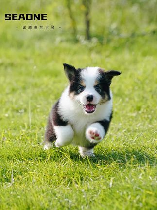 诺森伯兰边牧犬舍:快说你喜欢小狗呀!#边境牧羊犬 #萌宠出道计划 #萌到爆炸了 #三色边牧 #治愈小狗