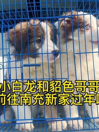 诺森伯兰边牧犬舍:狗狗就是要成双成对的回新家过年~#萌宠出道计划 #边牧 #第一批回村的狗在干什么 #狗 #愿每个小狗都能遇见好的主人