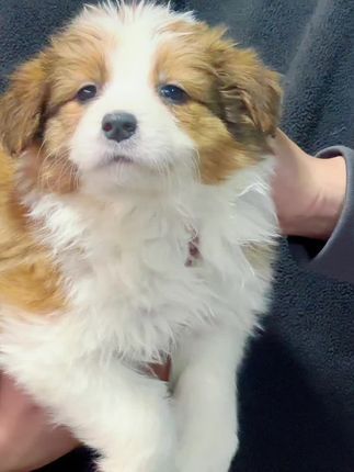 诺森伯兰边牧犬舍:全网含金量最高的小边牧! 金貂色!24k金,金色素太漂亮了吧!#边牧 #萌宠日常记录 #萌宠出道计划 #被你萌化了 #狗狗