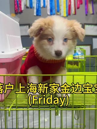 诺森伯兰边牧犬舍:过年去新家小边牧~新主人多多关照呀#边牧 #萌宠出道计划 #萌宠日常记录 #小动物们能有多治愈 #治愈小狗
