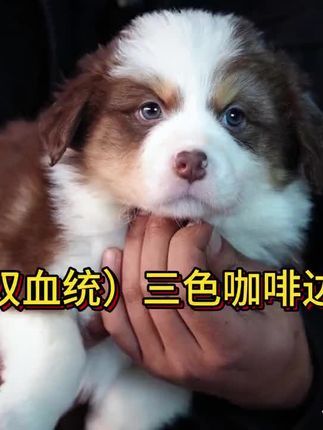 诺森伯兰边牧犬舍：边牧双血统三色咖啡宝宝 （小奶熊）@边牧汪汪队（SEAONE） 成都（CKU）诺森泊兰边牧犬舍 ，国内专注于高品质双血统三色边牧和稀有色边牧~[买爆R] 所售小狗 皆包三针疫苗，到家一个月犬瘟细小售后。[赞R] 诺森泊兰边牧犬舍：（健康和品质以及基因性格等皆有保障）相信我们的专业能给大家带来更好品质和更能迅速融入家庭性格的优质边牧宝宝！并且将（性价比和高质量服务售后）做到行业顶尖！[萌萌哒R] 也感谢所有宝贝的家长和粉丝朋友的喜爱！支持！信任！[派对R]#萌宠出道计划 #边牧 #小动物们能有多治愈 #治愈小狗 #被萌宠治愈的那些时刻