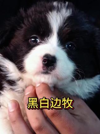 诺森伯兰边牧犬舍：边牧黑白宝宝 @边牧汪汪队（SEAONE） 成都（CKU）诺森泊兰边牧犬舍 ，国内专注于高品质双血统三色边牧和稀有色边牧~[买爆R] 所售小狗 皆包三针疫苗，到家一个月犬瘟细小售后。[赞R] 诺森泊兰边牧犬舍：（健康和品质以及基因性格等皆有保障）相信我们的专业能给大家带来更好品质和更能迅速融入家庭性格的优质边牧宝宝！并且将（性价比和高质量服务售后）做到行业顶尖！[萌萌哒R] 也感谢所有宝贝的家长和粉丝朋友的喜爱！支持！信任！[派对R]#萌宠出道计划 #小动物们能有多治愈 #萌宠日常记录 #治愈小狗 #被你萌化了