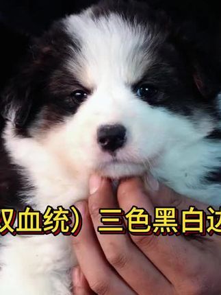 诺森伯兰边牧犬舍：边牧双血统三色黑白宝宝 @边牧汪汪队（SEAONE） 成都（CKU）诺森泊兰边牧犬舍 ，国内专注于高品质双血统三色边牧和稀有色边牧~[买爆R] 所售小狗 皆包三针疫苗，到家一个月犬瘟细小售后。[赞R] 诺森泊兰边牧犬舍：（健康和品质以及基因性格等皆有保障）相信我们的专业能给大家带来更好品质和更能迅速融入家庭性格的优质边牧宝宝！并且将（性价比和高质量服务售后）做到行业顶尖！[萌萌哒R] 也感谢所有宝贝的家长和粉丝朋友的喜爱！支持！信任！[派对R]#小动物们能有多治愈 #治愈小狗 #被你萌化了 #边牧 #愿每个小狗都能遇见好的主人