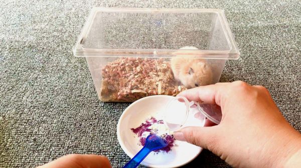 领养的仓鼠不怎么吃东西，主人给仓鼠做糊糊吃，担心它养活不了