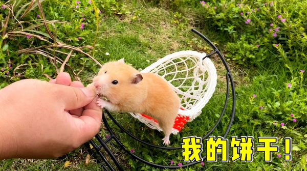 主人带仓鼠回归大自然，贪吃的小仓鼠摔倒了，饼干还舍不得丢