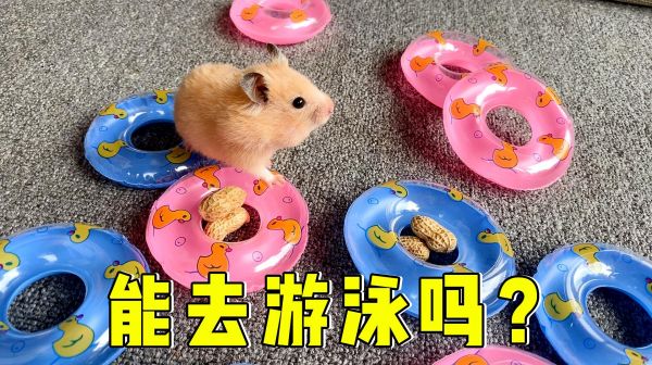 主人送给小仓鼠10个游泳圈，小仓鼠：能去游泳吗？