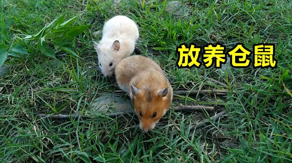 主人放养小仓鼠，你猜它会不会跑掉？