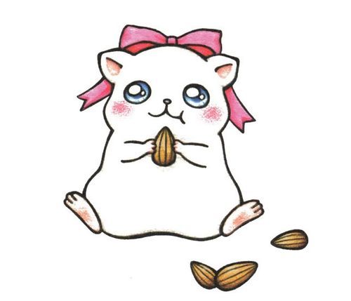 彩色仓鼠的简笔画图片大全仓鼠简笔画大全可爱小仓鼠简笔画仓鼠简笔画