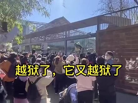 萌兰又越狱了，最喜欢的3个越狱方式,每一个都精心设计,堪称熊猫界楷模#大熊猫萌兰 #熊猫界顶流 #国宝不愧是国宝 #大熊猫 #萌兰
