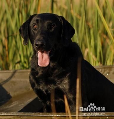 如何判断狗狗已进入老龄化
