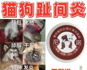 狗狗止痒攻略（探寻有效药物缓解宠物瘙痒）