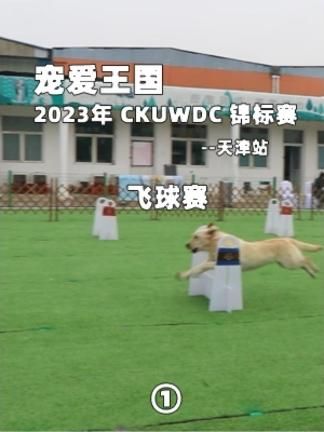 2023年宠爱王国CKUWDC锦标赛天津站 飞球赛①#狗狗 #萌宠 #飞球 #飞球犬运动 #飞球比赛 #cku #cku比赛 #犬运动