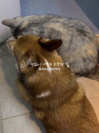 第57集：一场打雷暴雨，吓坏了狗子，好在第一时间妹妹就冲到他身边陪着他#萌宠日常记录