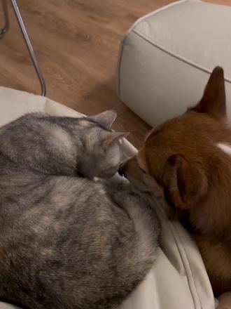 第56集：那就陪着对方久一点，再久一点吧#猫和狗的故事