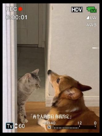 第55集：它们的感情就是那句“我想以世纪和你在一起”#创作灵感 #猫和狗的故事